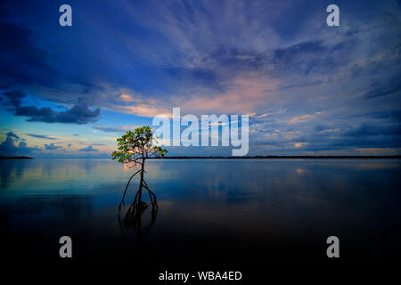 Stelzenläufer verwurzelt Mangrove (Rhizophora Stylosa), einsamer Baum in der Abenddämmerung. Burrum Fluss, burrum Coast National Park, Queensland, Australien Stockfoto