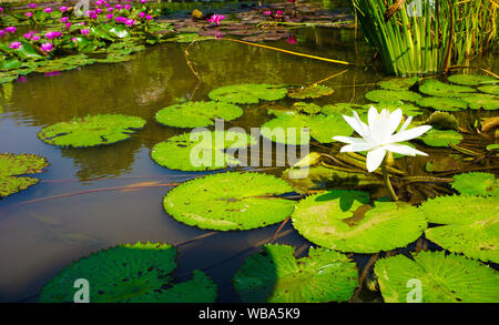 Die schönen weissen Lotus Blume oder Seerose im botanischen Garten mit Sonnenlicht in Indonesien Foto Stockfoto