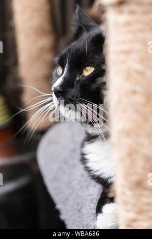 Vertikale Nahaufnahme eines Smoking Katze suchen in der Entfernung mit unscharfem Hintergrund Stockfoto