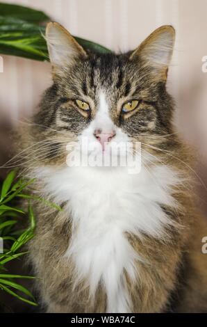 Vertikale Aufnahme einer langhaarigen braunen Katze, die die anschaut Kamera mit unscharfem Hintergrund Stockfoto