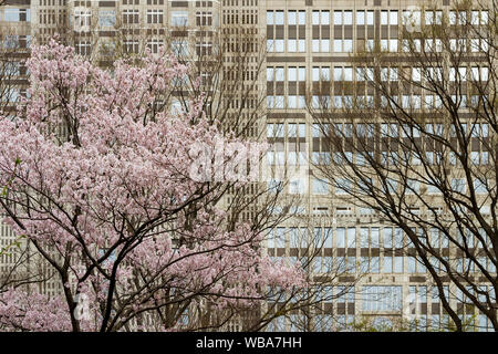 Sakura, Kirschblüte, vor dem Tokyo Metropolitan Government Building, Shinjuku, Tokio, Japan. Stockfoto