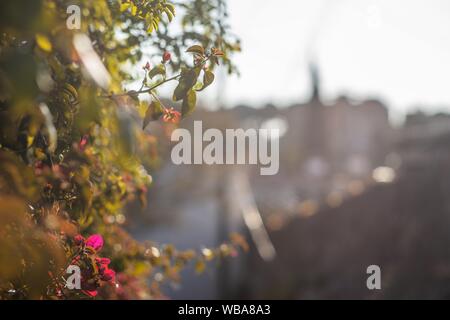 Selektive Fokus Schuss lila Blüten an einem sonnigen Tag mit Ein unscharfer Hintergrund Stockfoto