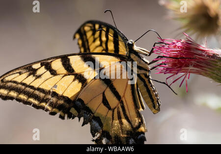 Ein Schwalbenschwanz Schmetterling hat seine Zunge erweitert und ist trinken Pollen aus einem Desert Flower. Stockfoto