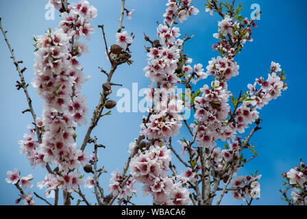 Zweige eines Mandelbaum in voller Blüte, Frühling auf der Balearen Insel Mallorca, Spanien Stockfoto