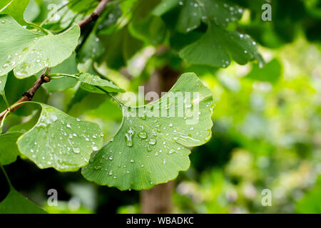 Ginkgo biloba Blatt ginko baum laub mit Regentropfen in der Natur, Nahaufnahme Stockfoto