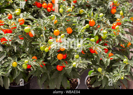 Solanum pseudocapsicum Winter Cherry rot gelb Nachtschatten Beeren im Grünen, Topfpflanzen Zierpflanzen Stockfoto