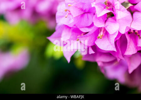 Bougainvillea Blume in Soft Focus mit unscharfem Hintergrund. Stockfoto