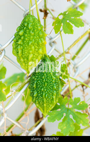 Bitter Boden oder Carilla Obst auf der Rebe, die auf dem Netz der Zaun liegt Stockfoto