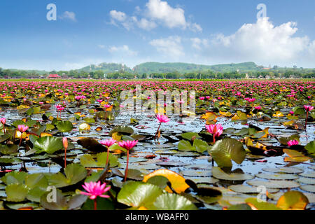 Wunderschöne rote Lotusfelder in Thailand Stockfoto