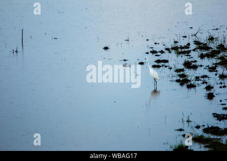 Vögel leben in Süßwasserseen. Stockfoto