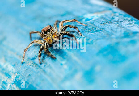 Jumping Spider auf Blau alte Plastik Hintergrund. Stockfoto