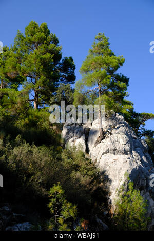 Red pine Bäume wachsen in schwierigen Bedingungen auf Felsen Stockfoto