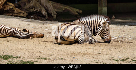 Hartmann's Mountain Zebra, Equus zebra hartmannae. Eine gefährdete Zebra Stockfoto