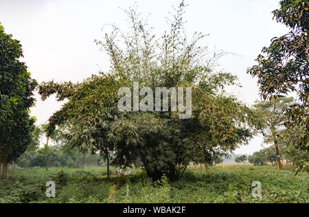 Bambusa bambos, aka Riesen dornige Bambus. Hohe Stacheln und Stark geschlossenen, Jung bamboo Niederlassungen in Dickicht clumpings, mit grünen Blättern im Regenwald. Stockfoto