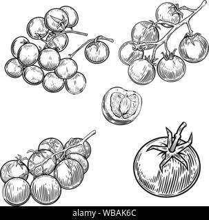 Satz von Abbildungen von Tomaten auf weißem Hintergrund. Design Element für Poster, Karten, Banner, Zeichen, Menü. Vector Illustration Stock Vektor