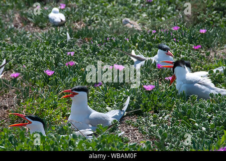 Kaspischen terns (Hydroprogne Caspia), Brutplatz. Penguin Island, shoalwater Islands Marine Park, in der Nähe von Littleton, Western Australia Stockfoto