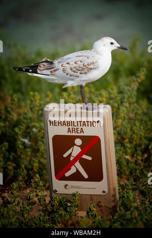 Silberne Möwe (Chroicocephalus novaehollandiae), unterzeichnen Sie Besuchern keine Rehabilitation Bereich zu betreten. Sechs hundert Paare wenig pengui Stockfoto