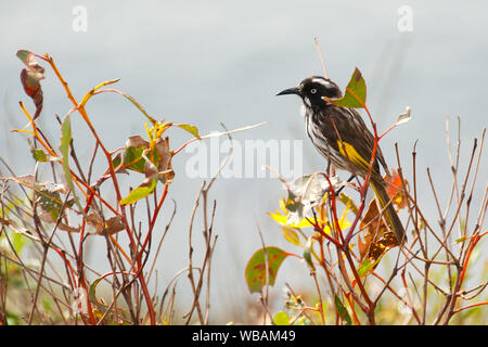 New Holland (honeyeater Phylidonyris novaehollandiae), Torndirrup National Park, in der Nähe von Albany, Western Australia Stockfoto