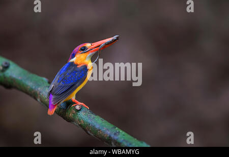 Das Bild von der Orientalischen dwarf Kingfisher (keyx erithaca) in Alibaug, Maharashtra, Indien Stockfoto