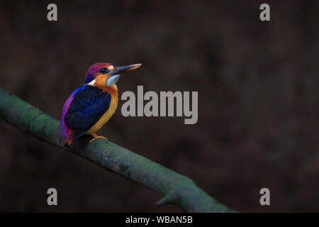 Das Bild von der Orientalischen dwarf Kingfisher (keyx erithaca) in Alibaug, Maharashtra, Indien Stockfoto