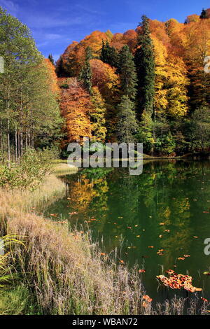 Herbstfarben im Schwarzen Meer Stockfoto