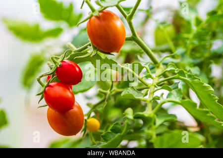 Frische reife rote und die noch nicht reife Tomaten hängen an den Weinstock und eine Tomatenpflanze im Garten Stockfoto