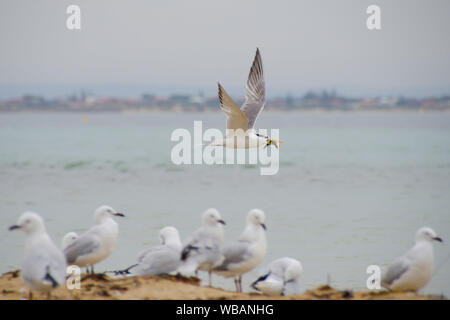 Mehr crested tern (Thalasseus bergii), fliegende Vergangenheit thront Möwen. Penguin Island, shoalwater Islands Marine Park, in der Nähe von Rockingham Western Australi Stockfoto