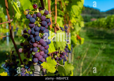 Traube fast fertig mit Weinberg im Hintergrund, Condrieu, Frankreich geerntet zu werden. Stockfoto