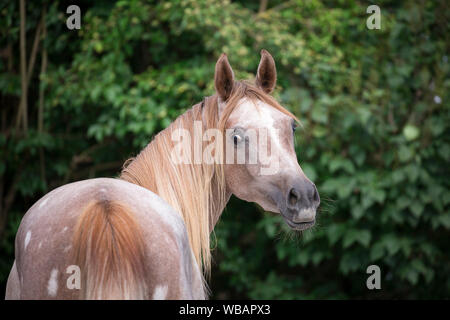 Arabische Pferd. Portrait von Red roan juvenile Mare. Österreich Stockfoto