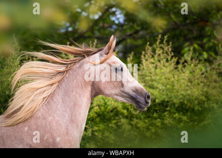 Arabische Pferd. Portrait von Red roan junge Stute mit Mähne fließt. Österreich Stockfoto