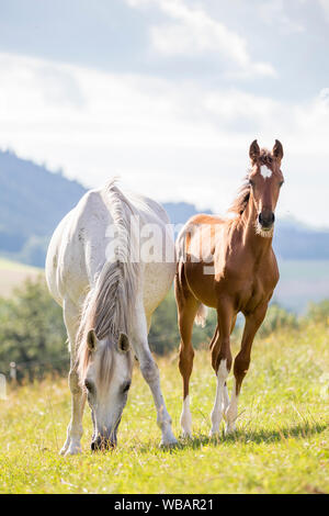 Arabische Pferd. Grey Mare mit Kastanien Fohlen stehen auf einer Weide. Österreich Stockfoto