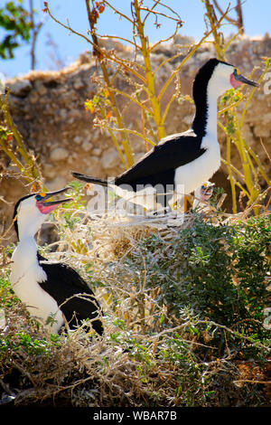 Pied Kormorane (Phalacrocorax varius), Paar. Bird Island, shoalwater Islands Marine Park, in der Nähe von Littleton, Western Australia Stockfoto