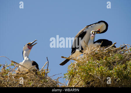 Pied Kormorane (Phalacrocorax varius), Bird Island, shoalwater Islands Marine Park, in der Nähe von Littleton, Western Australia Stockfoto