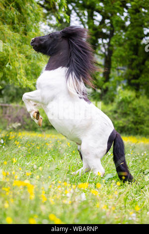 Shetland Pony. Piebald Wallach Aufzucht auf einer Weide. Schweiz Stockfoto