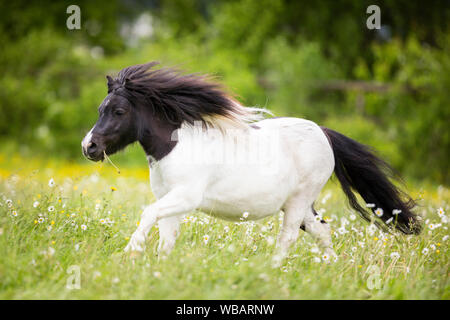 Shetland Pony. Piebald Wallach gallopieren auf einer Weide. Schweiz Stockfoto