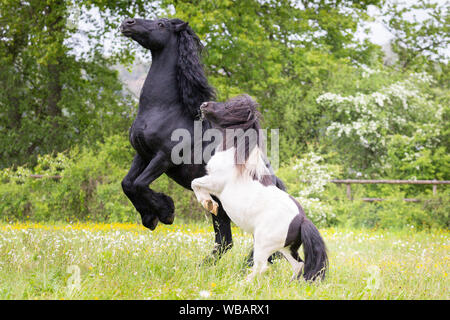 Friesische Pferd und Shetland Pony. Piebald Wallach und schwarzen Hengst Aufzucht auf einer Weide. Schweiz Stockfoto