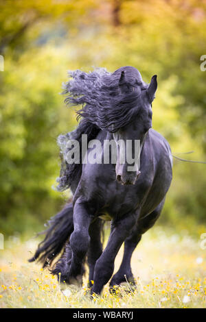 Friesische Pferd. Schwarzer Hengst Galopp auf einer Weide. Schweiz Stockfoto