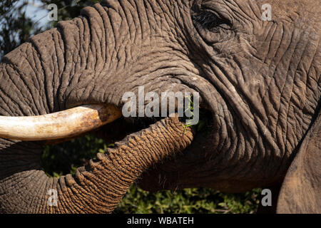 Elefant Essen Stockfoto