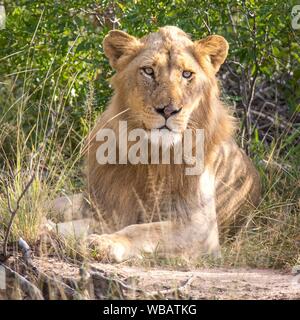 Afrikanischer Löwe (Panthera leo), junge Männer, im Gras liegend, direkten Blick, Naturschutzgebiet Klaserie, Südafrika Stockfoto