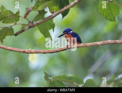 Blue-eared Kingfisher (Alcedo meninting), Kinabatangan Fluss, Sabah, Borneo, Malaysia Stockfoto