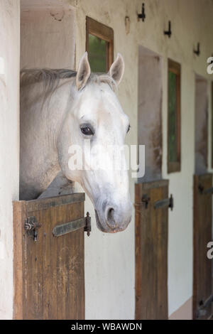 Lipizzaner. Pferd. Hengst mit Blick aus der Verpackung. Deutschland Stockfoto