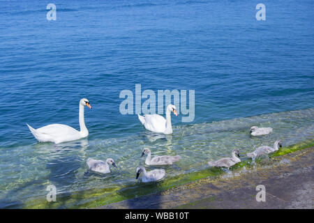 Höckerschwäne Familie: 6 cygnets, männlich und weiblich auf dem Fluss von Gardasee in Lazise, Verona, Norditalien. Cygnus, Anseriformes, Aves Stockfoto