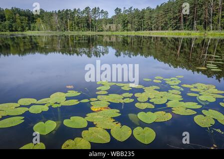 Kleiner See in Solniki Siedlung in Ilawa Lake District Landschaft Park
