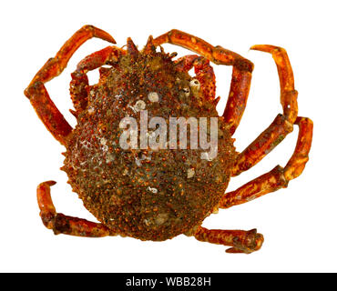 Frische stacheligen Seespinne. Meeresfrüchte Delikatesse. Auf weissem Hintergrund Stockfoto