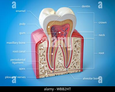 Menschlichen Zahn Anatomie Abbildung Stockfotografie - Alamy