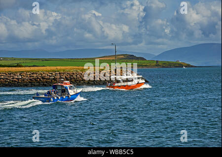 Dolphin Watching trips lassen Dingle Harbour im County Kerry, Republik von Irland Stockfoto