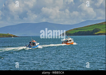 Dolphin Watching trips lassen Dingle Harbour im County Kerry, Republik von Irland Stockfoto