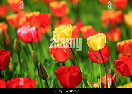 Blühende rote und gelbe Tulpen (Tulipa sp.). Deutschland Stockfoto