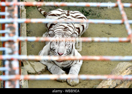 Chittagong, Bangladesch. 24 Aug, 2019. Eine weiße albino Bengal Tiger ist in einem Zoo in Chittagong, Bangladesch, Aug 24, 2019 gesehen. Es war der erste Weiße Tiger in Bangladesch geboren. Credit: Salim Reza/Xinhua Stockfoto