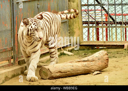 Chittagong, Bangladesch. 24 Aug, 2019. Eine weiße albino Bengal Tiger ist in einem Zoo in Chittagong, Bangladesch, Aug 24, 2019 gesehen. Es war der erste Weiße Tiger in Bangladesch geboren. Credit: Salim Reza/Xinhua Stockfoto